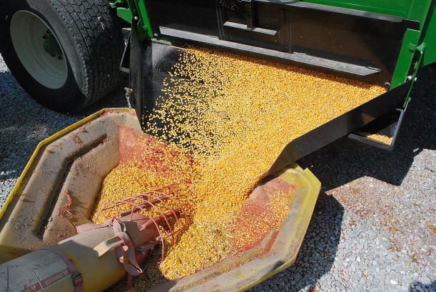 Corn kernels sorted on agriculture equipment