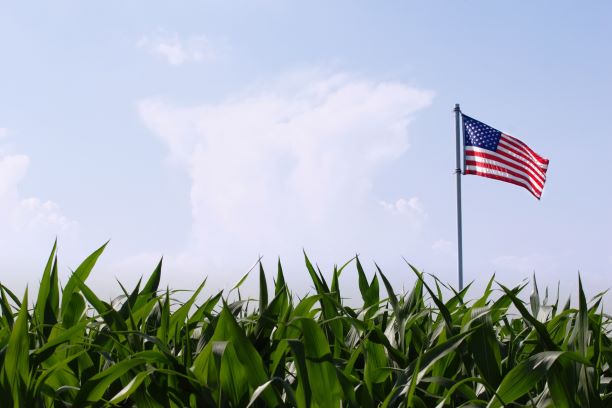 An American flag in a field of corn