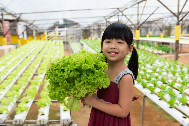 Girl holding green lettuce in a hydroponic farm