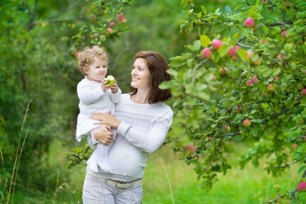 Pregnant mother holding a baby, picking apples from a tree