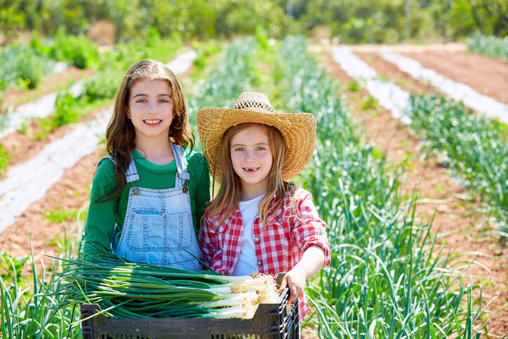 Two girls collecting shallots by hand