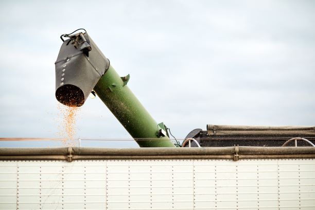 Agriculture equipment shooting grain or corn into a container