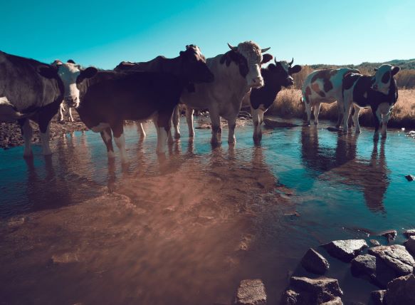 Cows standing in a shallow pool of water on a sunny day