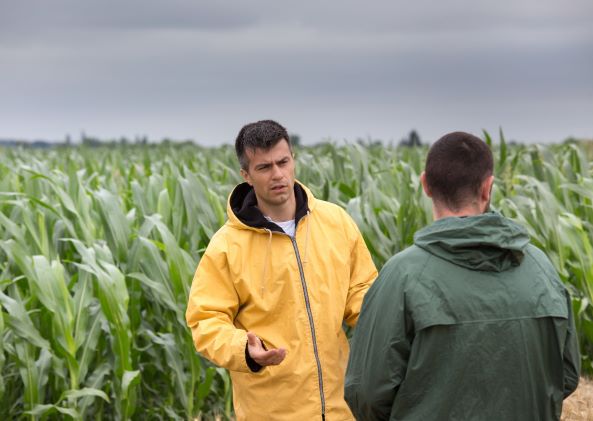 Two men talking in a tall crop field