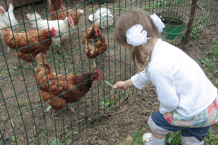 Little girl feeding hens
