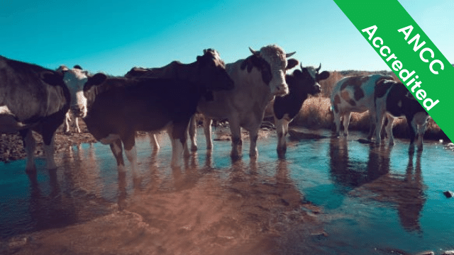 Cows with their hooves submerged in a pool of water; text reads ANCC Accredited