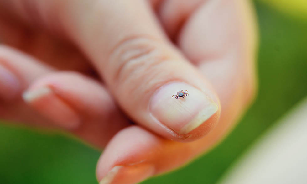 Tick on finger nail