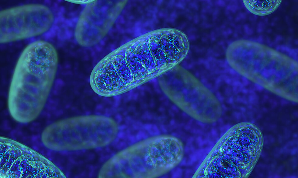Microscopic view of mitochondria proteins