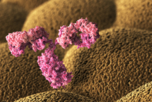 Microscopic view of the human antibody immunoglobulin