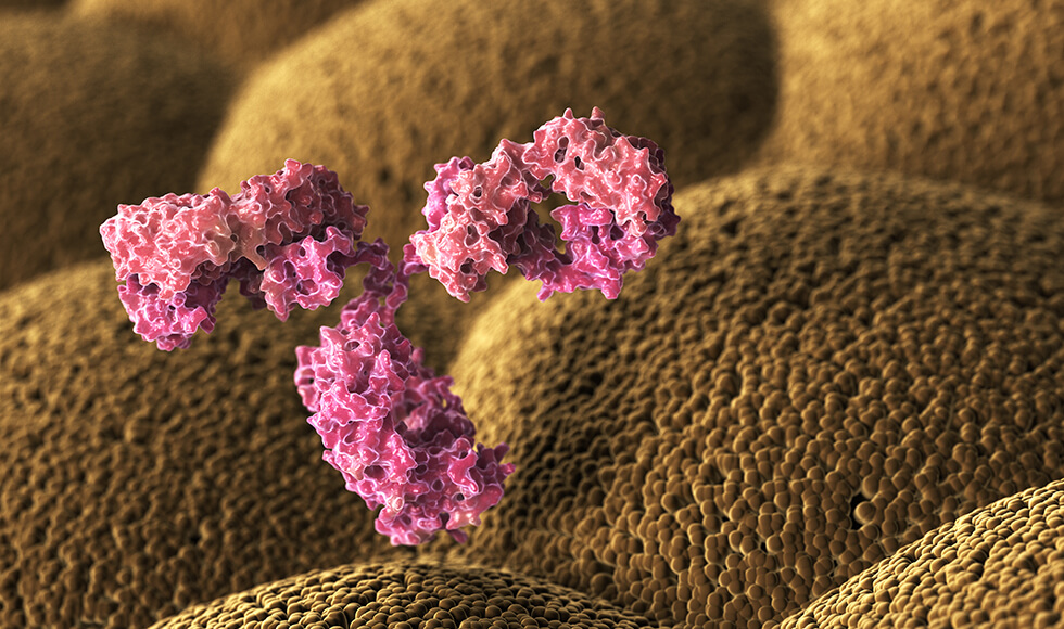 Microscopic view of the human antibody immunoglobulin
