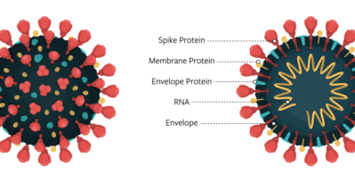A diagram of the virus that causes COVID-19, showing spike protein, membrane protein, envelope protein, RNA, envelope.
