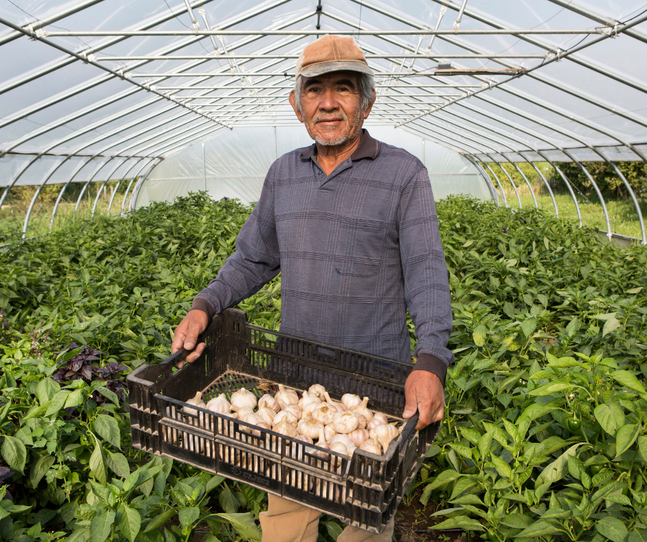 Man in greenhouse holding a box of picked garlic