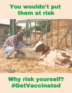 Farmer feeding cow hay. Graphic says You wouldn't put them at risk. Why risk yourself? #GetVaccinated