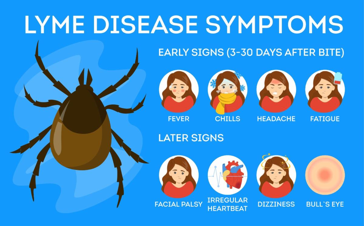Lyme disease symptoms chart with early signs and later signs.