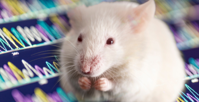 NIDCR researchers studied mice to understand how sound dulls pain.