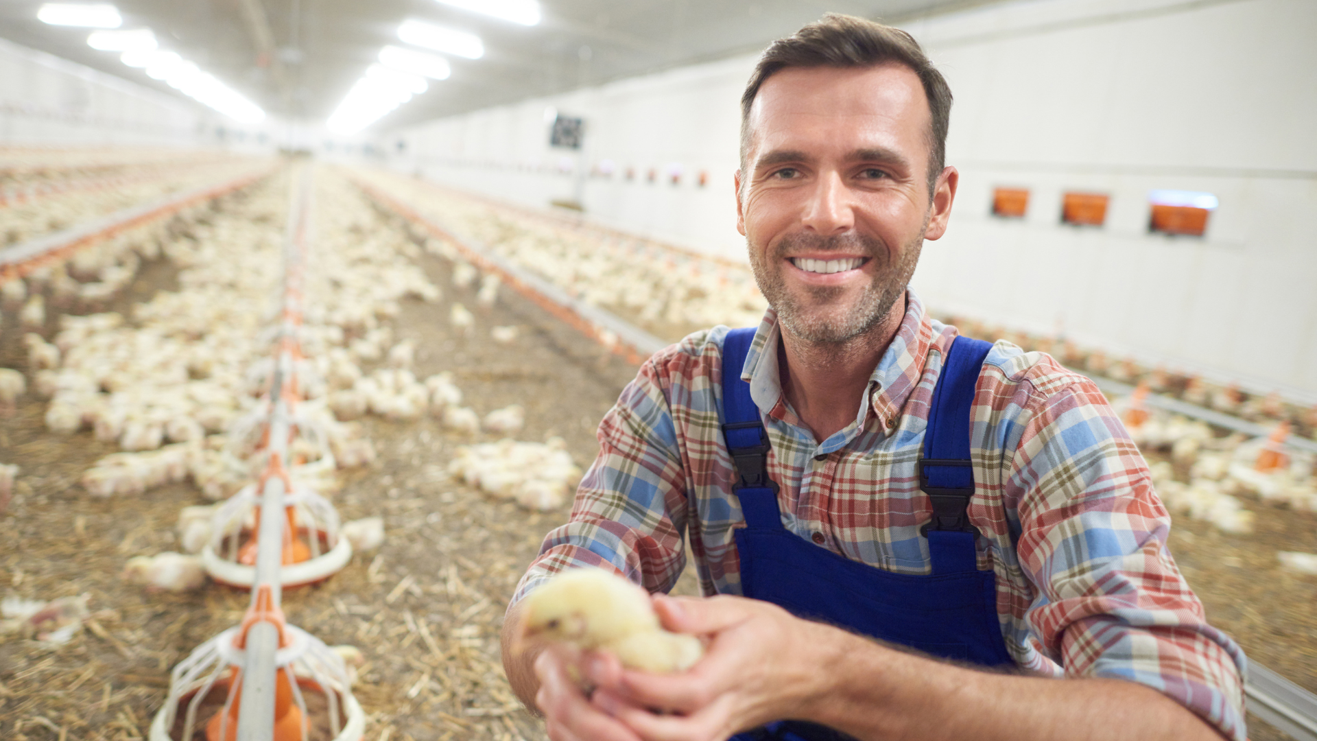 Smiling male farmer holding a chick.