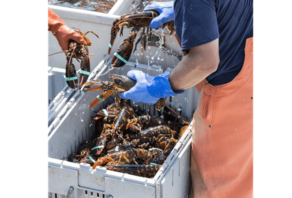 person sorting through a container of lobsters